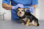 IV Fluid Therapy for Dogs