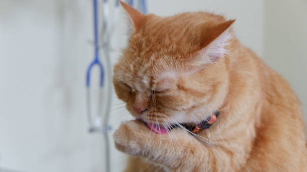treatment for cat coughing in Ontari | treatment for cat itchy skin in Ontario
