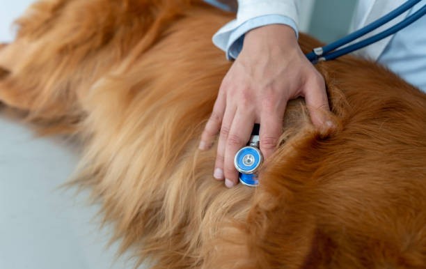 heartworm meds for dogs
