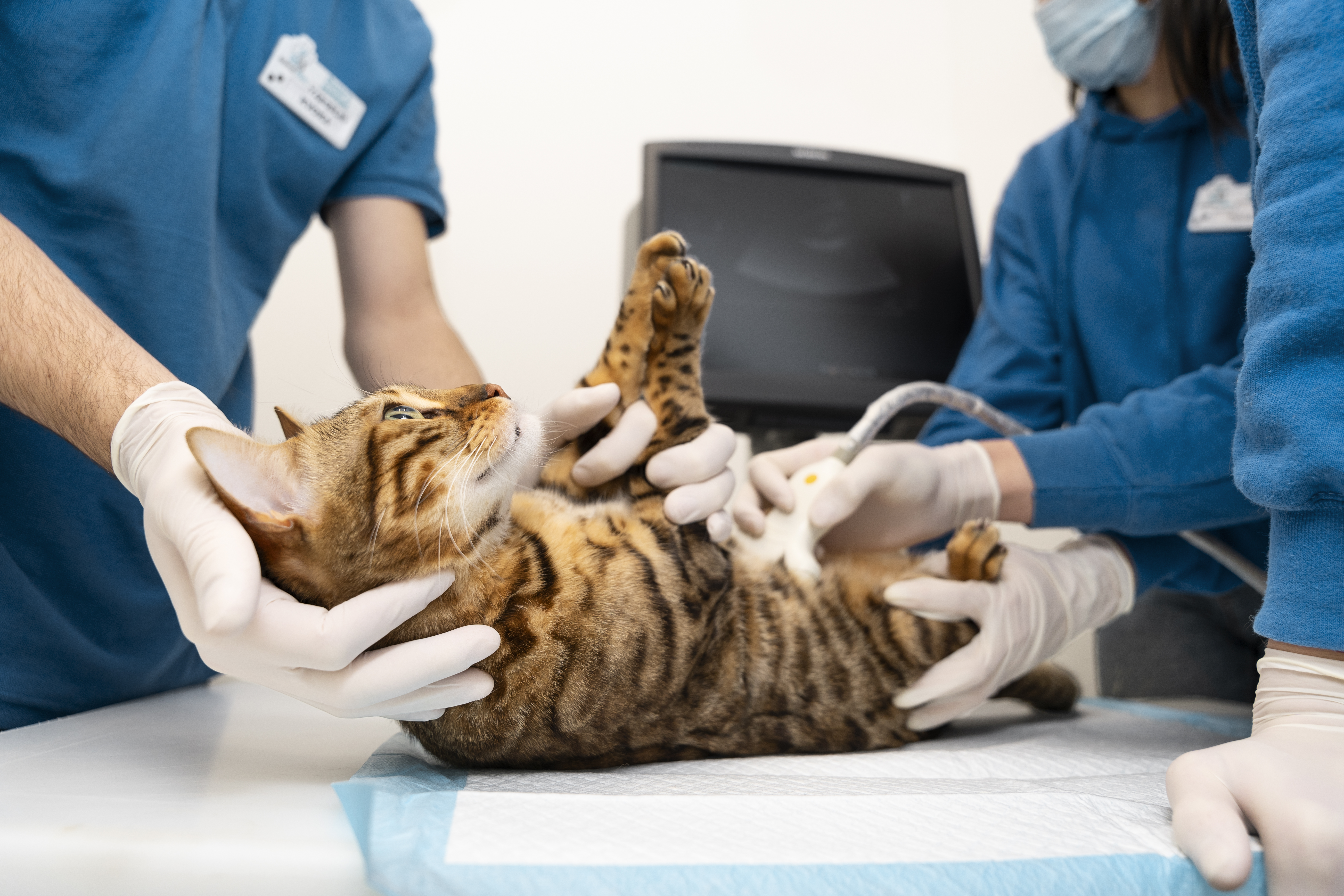 cat abdominal ultrasound