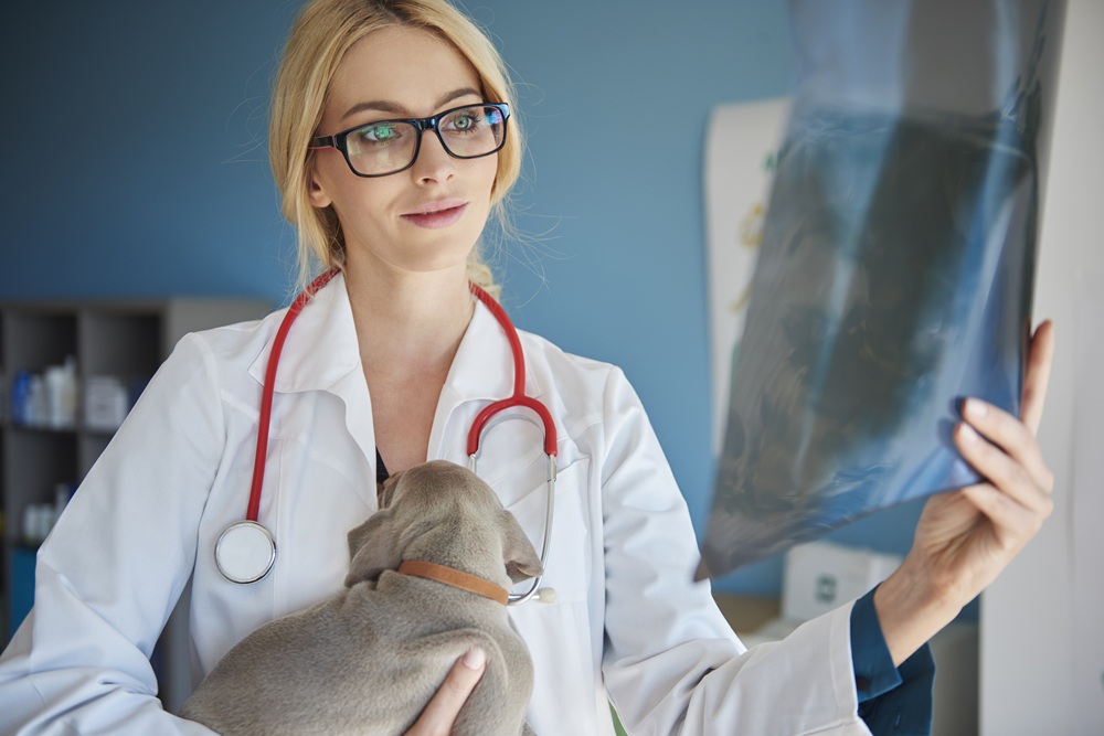 animal x-ray and ultrasound near me | pet radiography